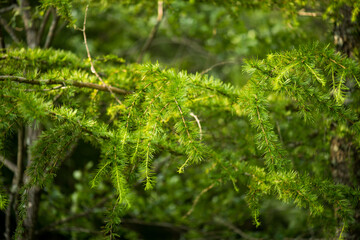 Young pine trees in the national park