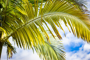 Fototapeta premium coconut palm tree