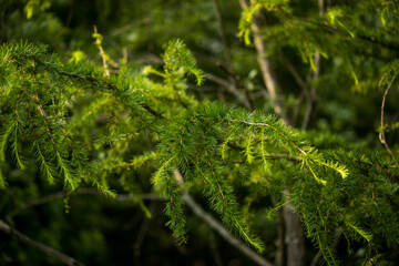 Young pine trees in the national park