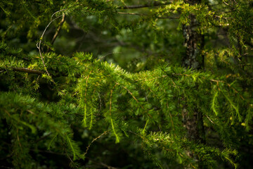 Young pine trees in the national park