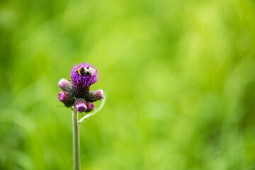 Flowers of alpine meadows plants in the national park