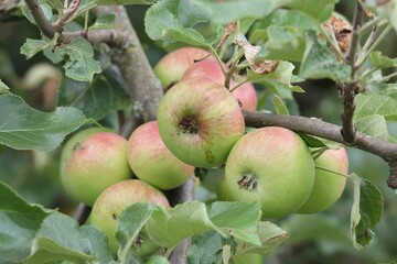 viele grüne Äpfel reifen am Baum 