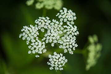 Flowers of alpine meadows plants in the national park