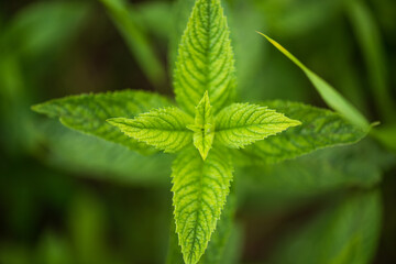 Branches of young mint in the forest