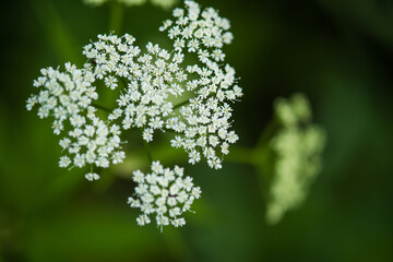 Flowers of alpine meadows plants in the national park