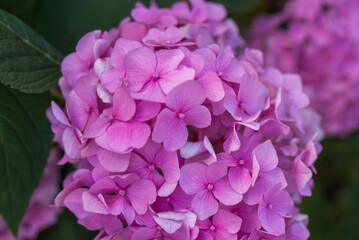 Close up of hydrangea flower with blur background