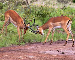 Impala battle!