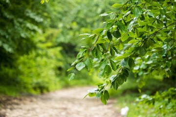 The texture of the leaves of tropical  plants