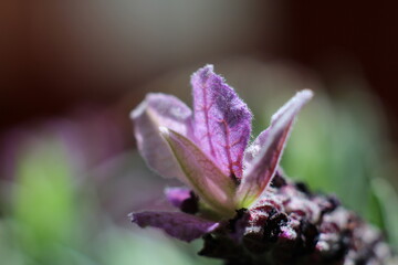 lavanda fiore