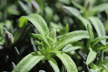 bocciolo di lavanda