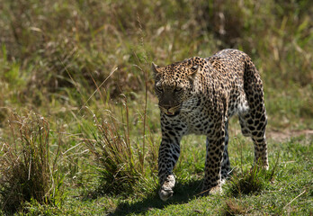 Leopard walking in the grassland of Masai Mara, Kenya