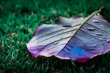 leaf on the grass