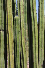 Mexican cactus in Cadereyta Mexico