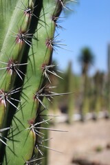 Close up of cactus in Cadereyta Mexico