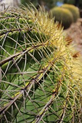 Cactus in Mexican desert