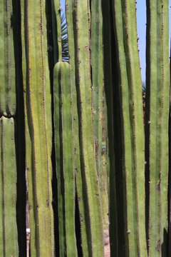 Mexican Cactus In Cadereyta Mexico