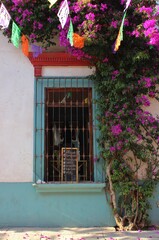 Window with flowers in the old town of Tequisquiapan Mexico