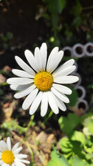 Fototapeta premium white chamomile blooms in Midsummer