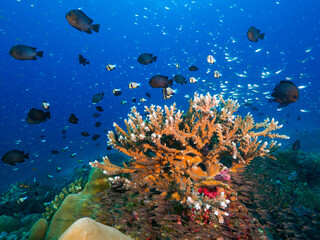 Coral bommie and school of fish
