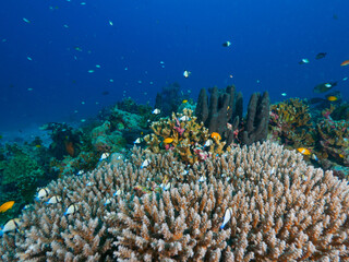 Hard coral formation in the tropical sea © Mayumi.K.Photography