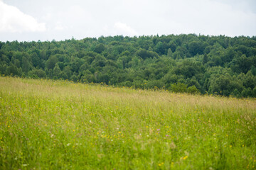 Blue sky with clouds over the forest
