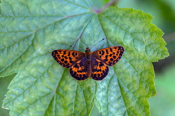 Butterfly - Argynnis paphia sits on a green leaf. Close-up.
