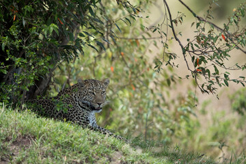 Leopard resting under bushes at Masai Mara, Kenya