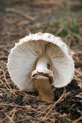 mushroom in pine needles