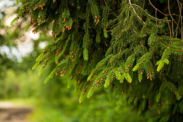 Branches of young coniferous trees in the national nature park