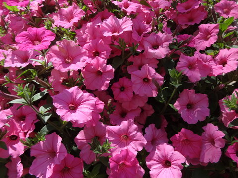 Million Bells bloom brightly in pink in a hanging basket