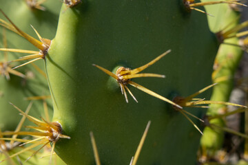 Close-up of a prickly pear cactus