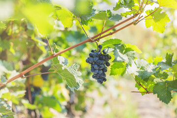 Ripe blue grapes in vineyard. Autumn, sunny day, harvest time. Selective focus, copy space....