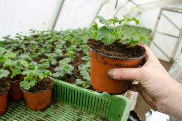 Transplanting plants flowers in a greenhouse, horticulture