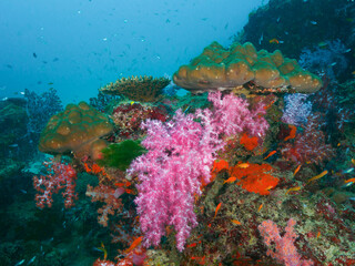 Coral bommie in the tropical sea