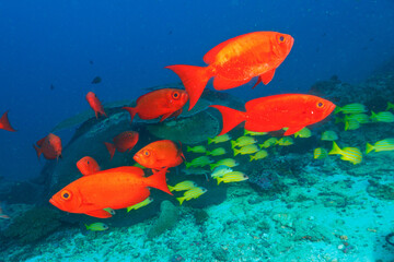 School of moontail bullseye and Five lined snapper (Koh Bon, Similan National Park, Thailand)