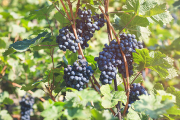 Ripe blue grapes in vineyard. Autumn, sunny day, harvest time. Selective focus, copy space. Winegrowing concept