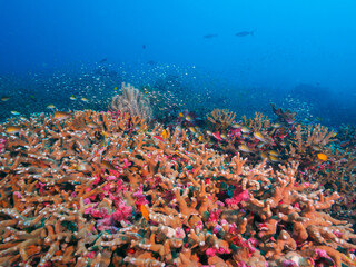 Hard coral formation in the tropical sea © Mayumi.K.Photography