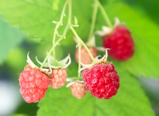 Raspberries on a branch on a background of green leaves. Raspberries growing