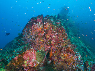 Wall fully covered with soft corals