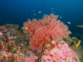 Knotted fan coral (melithaea ochracea) in the tropical sea