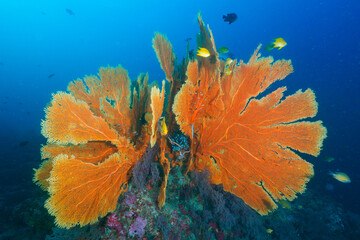 Fototapeta na wymiar A huge gorgonian fan on the coral bommie