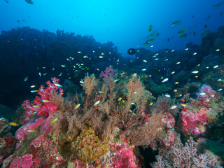 Fototapeta na wymiar Sea fan hydroid and soft corals