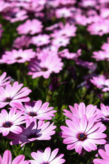Grupo de flores de margarita africana (Osteospermum ecklonis)