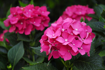 pink hydrangea flowers in a garden