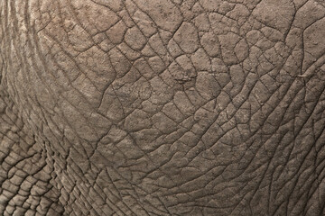 The texure of the skin of a Elephant, Masai Mara
