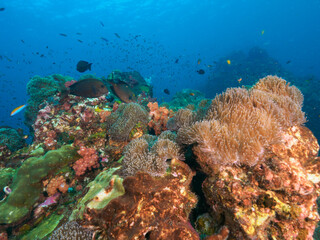 Naklejka na ściany i meble Magnificent sea anemone and lots of small fish