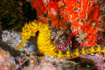 Yellow tigertail seahorse on gravel