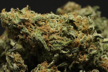 Honey Dew