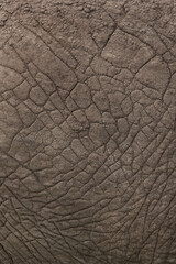 Naklejka premium Elephant bosy texture closeup, Masai Mara