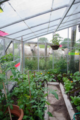 A cow look at hungrily into a greenhouse, the greenhouse is full of green healthy vegetables